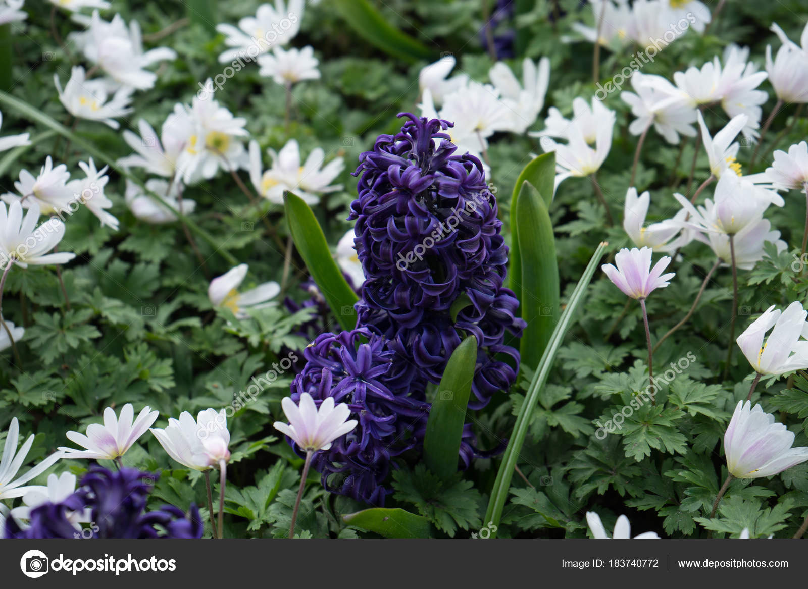 Purple hyacinth with white lilacs in a garden in Lisse, Keukenho Stock
