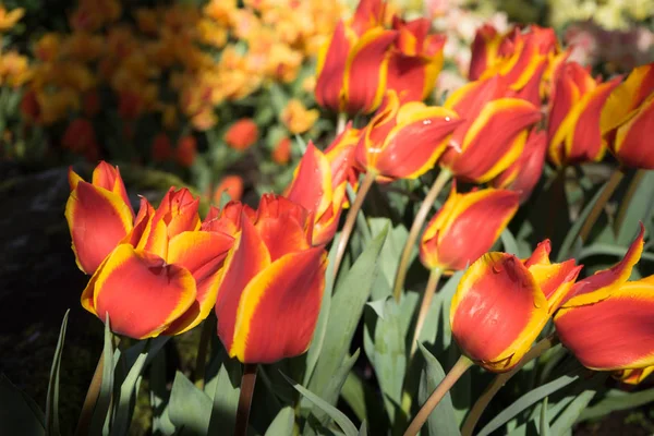 Tulipani rossi e gialli in un giardino a Lisse, Paesi Bassi, Europa — Foto Stock