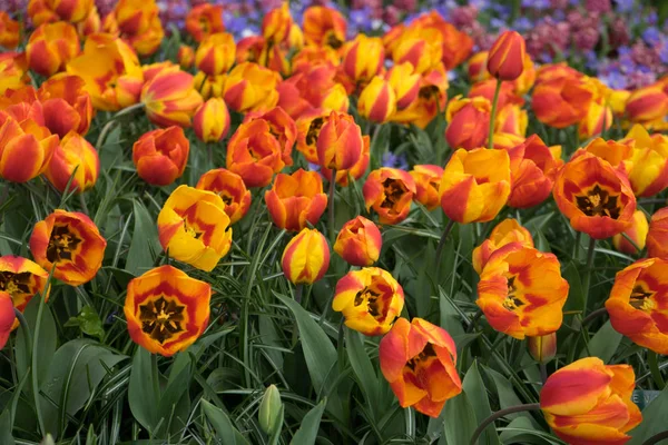 Tulipanes amarillo brillante fresco con un tinte de rojo en un día de verano i — Foto de Stock