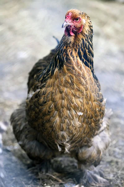 Gallinas en una granja de campo libre . Imágenes De Stock Sin Royalties Gratis