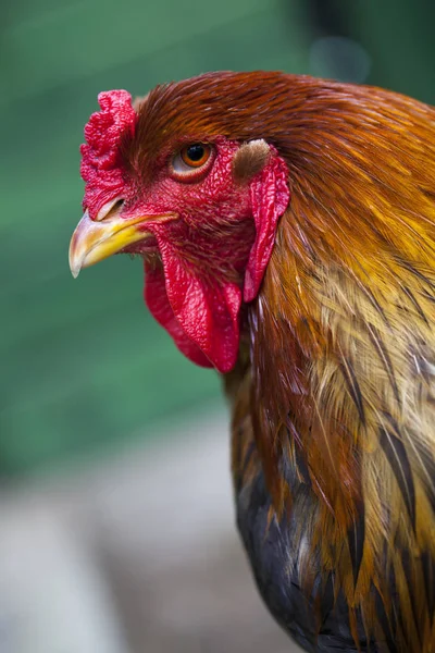 Gallo Brahma en una granja de campo libre . Fotos De Stock Sin Royalties Gratis