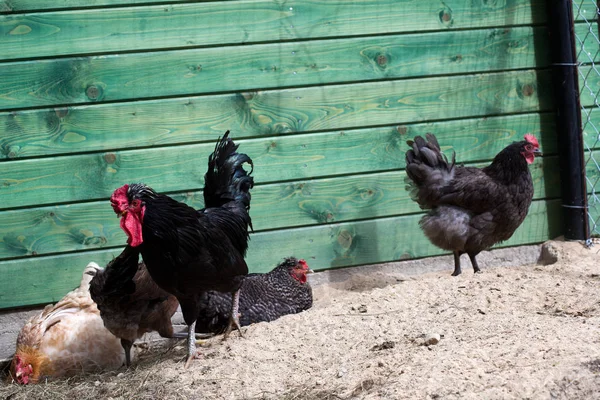 Gallinas en una granja de campo libre . Fotos De Stock