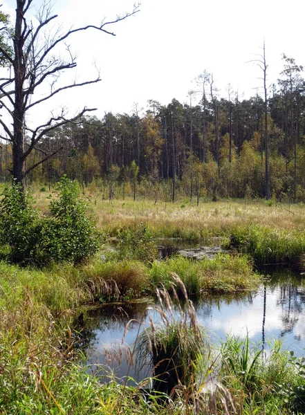 Romincka Foresta Bellissima Parte Selvaggia Della Polonia — Foto Stock