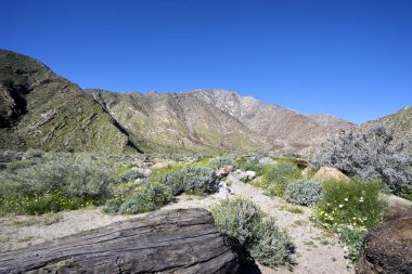 dalgaların karaya attığı odun ve kır çiçekleri sıcak kurak California çölde taşlaşmış