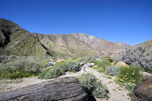 Versteinertes Treibholz und Wildblumen in der heißen trockenen kalifornischen Wüste — Stockfoto
