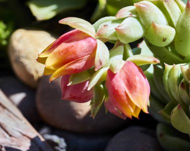 Succulents kuraklığa dayanıklı bir ortamda çeşitli