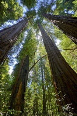 ormanlarda yukarıda şirin sahil şehir Santa Cruz, California, görkemli Sekoya ağaçları bulacaksınız