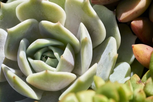 Succulents kuraklığa dayanıklı bir ortamda çeşitli