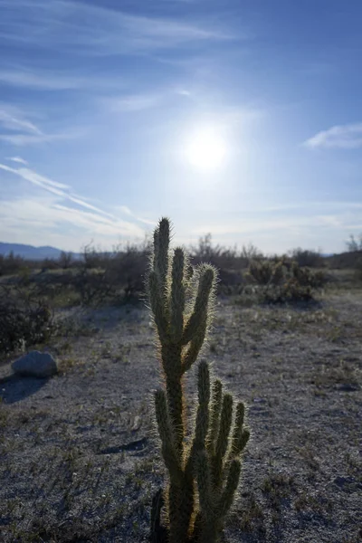 Kaktus begrüßt das frühe Licht in der heißen kalifornischen Wüstenlandschaft — Stockfoto