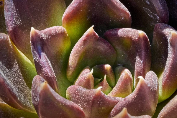 Variedad de suculentas en un ambiente tolerante a la sequía — Foto de Stock