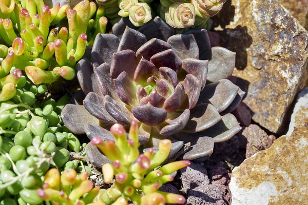 Succulents kuraklığa dayanıklı bir ortamda çeşitli