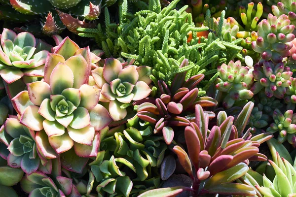 Succulents kuraklığa dayanıklı bir ortamda çeşitli