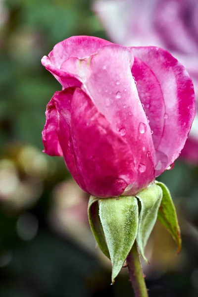 Покрытие бутонов розовой розы в дождливые дни — стоковое фото