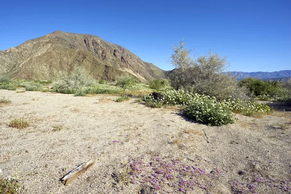 Små små rosa blommor under California desert super bloom — Stockfoto