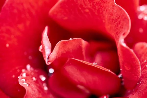 Макрофотография красной розы после редкого дождя в Южной Калифорнии — стоковое фото