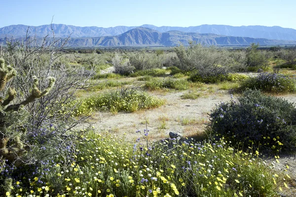 Gelbe Blumen an Sträuchern und Pflanzen während der Superblüte in der kalifornischen Wüste — Stockfoto