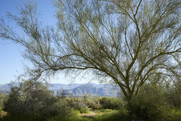 Grüne Bäume, Sträucher und Pflanzen und viele Wildblumen während der kalifornischen Superblüte — Stockfoto