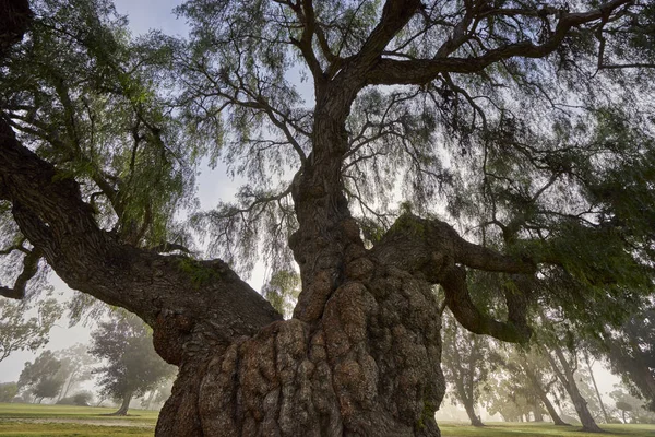 Balboa Park San Diego, California çok çeşitli bitki ve ağaçlar vardır