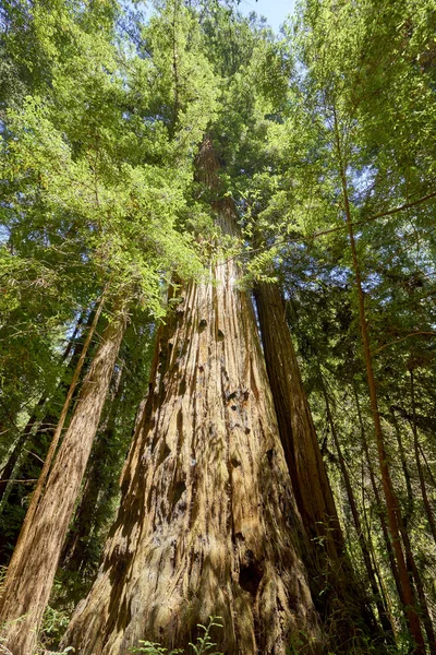 В forests над quaint seaside города Санта-Крус, Калифорния, вы найдете величественные деревья Redwood — стоковое фото