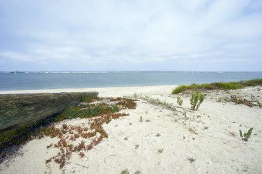 Silverstrand plaj beyaz kum plaj taşlaşmış ağaç, 