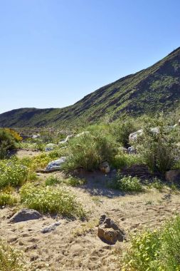  çöl çiçek ve yeni büyüme ile canlanır
