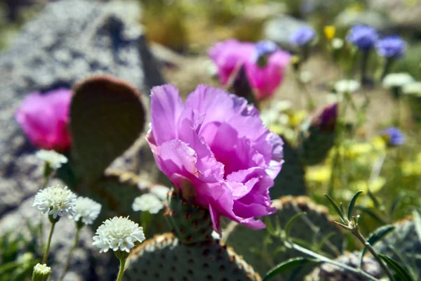 Die Wüste erwacht mit Blumen und neuem Wachstum zum Leben — Stockfoto