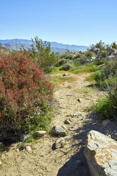  çöl çiçek ve yeni büyüme ile canlanır