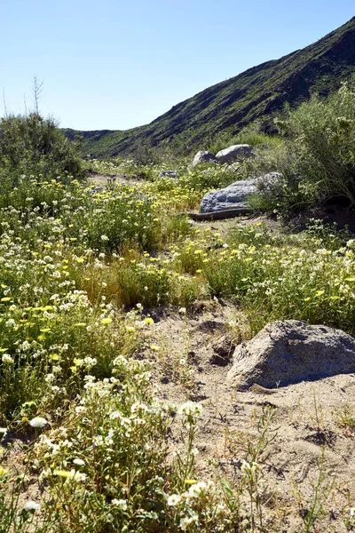 Die Wüste erwacht mit Blumen und neuem Wachstum zum Leben — Stockfoto