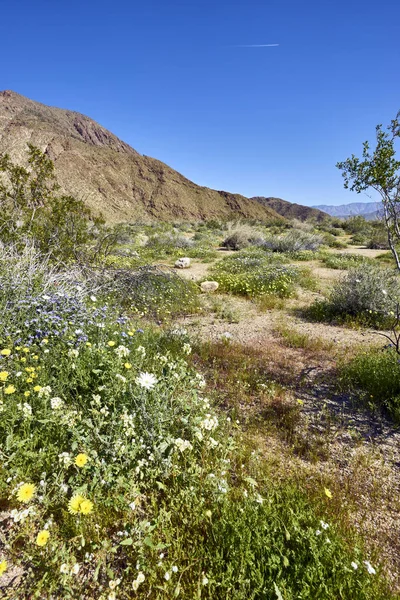 The desert comes alive with flowers and new growth Stock Image