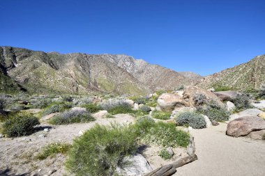 ağır kış yağmurdan sonra California Çölü'nde süper bloom