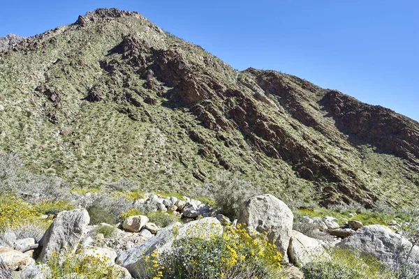  çöl çiçek ve yeni büyüme ile canlanır