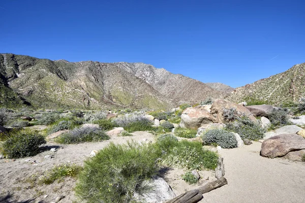 ağır kış yağmurdan sonra California Çölü'nde süper bloom