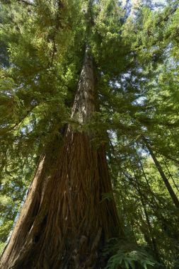 görkemli ağaçlara Sequoia ormanın yakınındaki Santa Cruz, Cailfornia