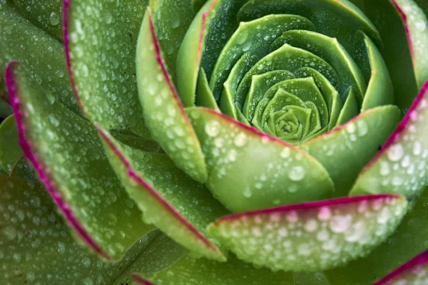 Intense green echevaria succulent after a rare rain — Stock Photo, Image