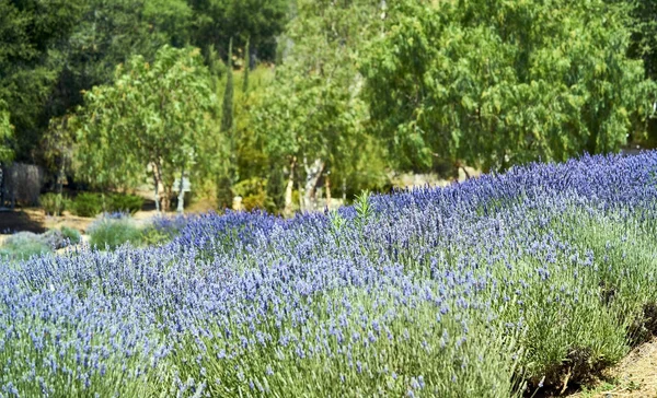 tam Bloom organik bir çiftlikte lavanta tarlaları