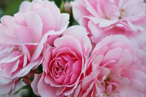 Arbustos de rosas — Fotografia de Stock