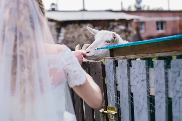 La sposa accarezza la capra — Foto Stock