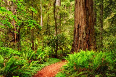 A trail through the Redwood forest in Jedediah Smith Redwood State Park, California clipart