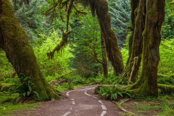 Hoh Rainforest olimpik Milli Parkı, Washington, ABD ile bir iz — Stok fotoğraf