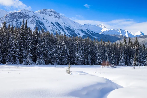 Hóval borított rét Peter Lockheed Provincial Park, a CA — Stock Fotó