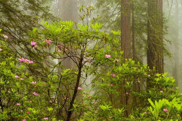 Redwoods e rododendros ao longo do Damnation Creek Trail em De — Fotografia de Stock