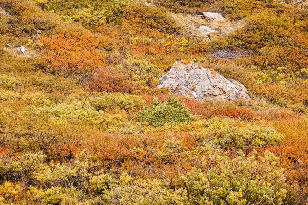 Színes őszi domboldalon bokrok — Stock Fotó