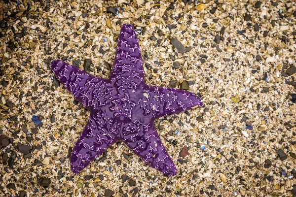 干潮時に shellbeach に紫色のヒトデ — ストック写真