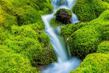 Moss tarafından çevrili küçük dağ dere