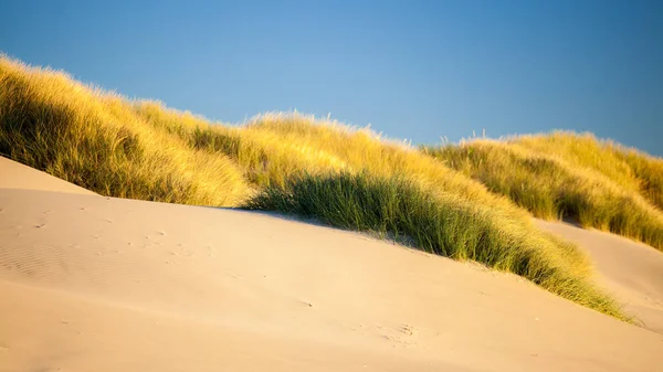 Zandduinen en grassen op een strand — Stockfoto