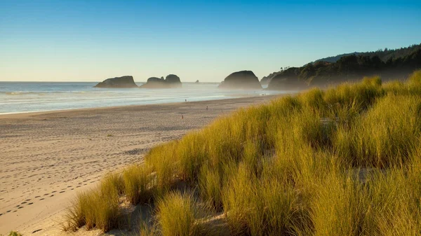 Dunas de arena y hierbas en una playa, Cannon Beach, Oregon — Foto de Stock
