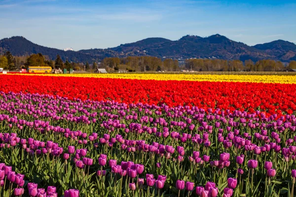 Um campo de tulipas coloridas na primavera — Fotografia de Stock