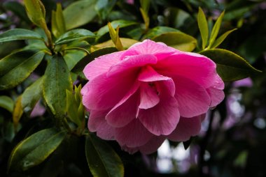 Ormangülü çiçek Portlands Crystal Springs ormangülü Bahçe