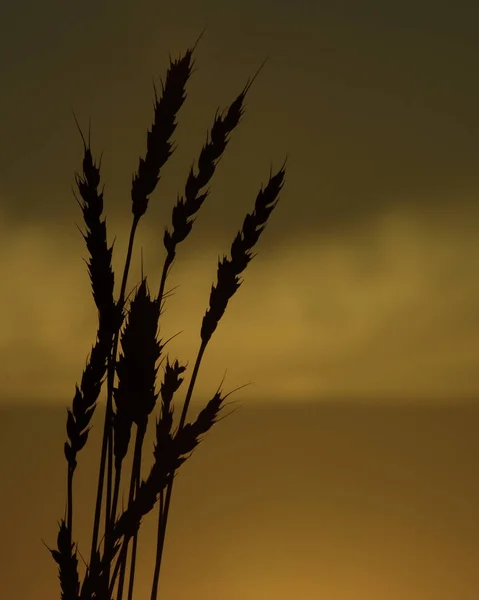 Tallos de trigo al atardecer — Foto de Stock