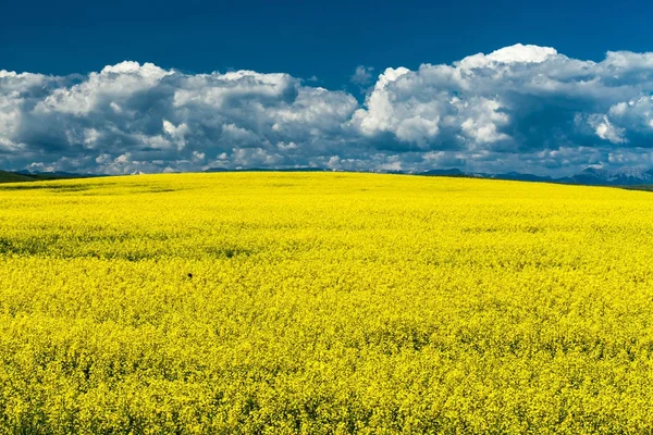 Rzepakowego pola w południowej prowincji Alberta, Kanada — Zdjęcie stockowe